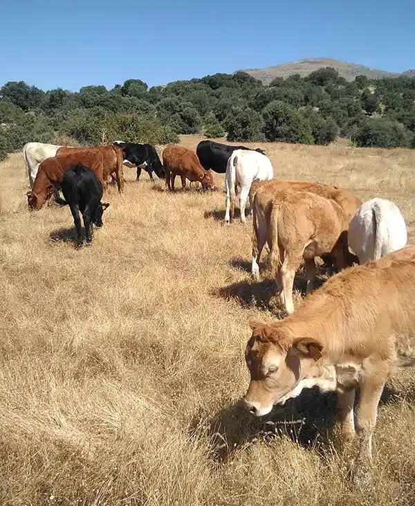 COMPROMETIDOS CON EL MEDIO AMBIENTE vacas pastando libremente