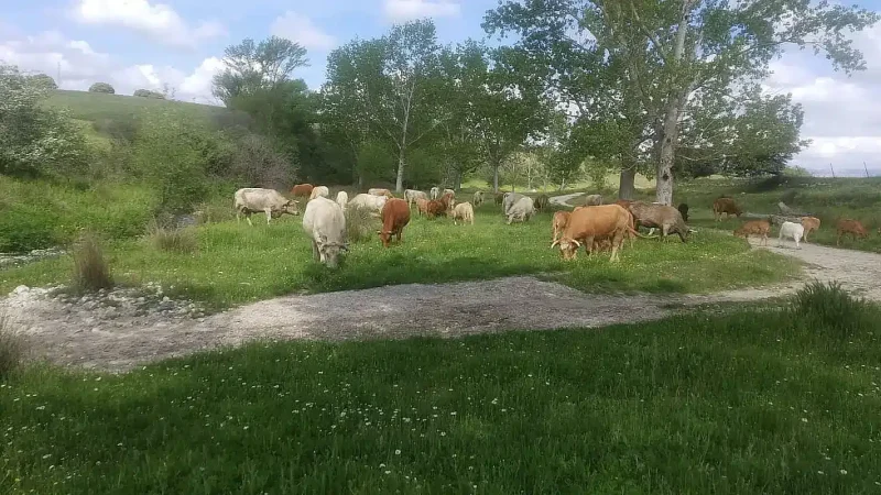 alimentación basado en los pastos naturales