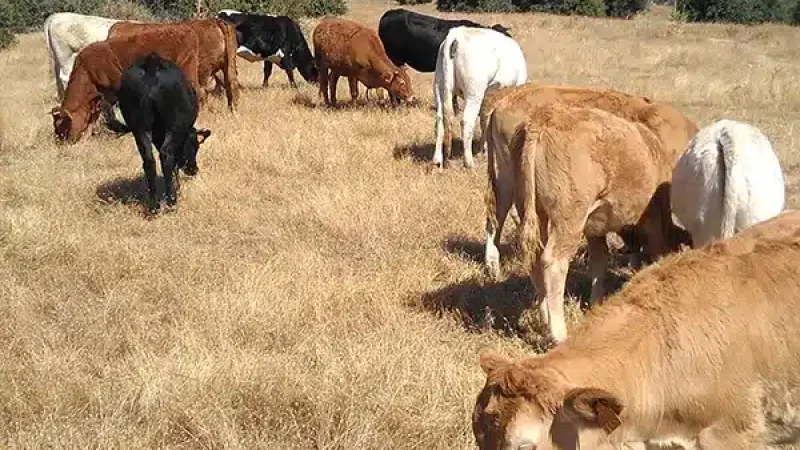 venta de ganado en colmenar viejo - ganados pio ganadería familiar en extensivo